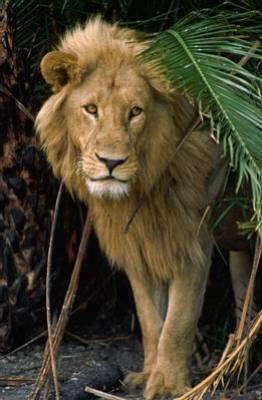 lion